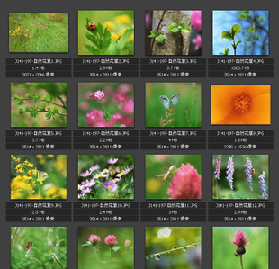 自然花草 花朵昆虫 树木草地 田野绿地 素材图片