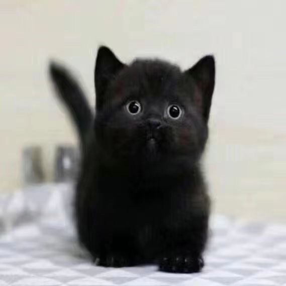 英短黑猫