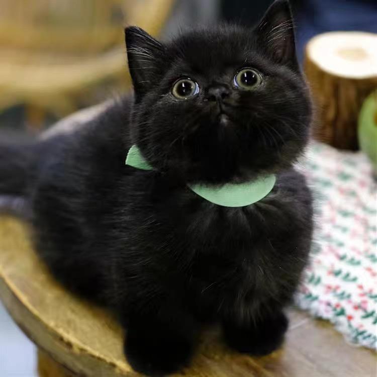 纯种英短黑猫孟买猫幼猫活体纯黑猫幼崽小猫活物宠物猫咪黑煤球猫