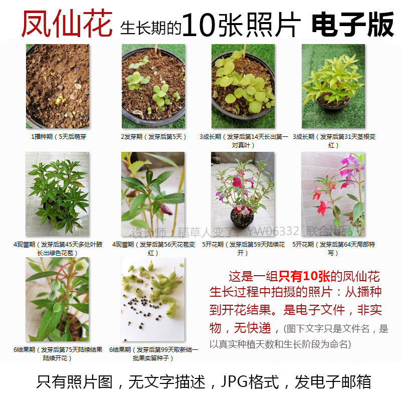 P24编号凤仙花生长照片10张--开花植物种子成长观察JPG图片