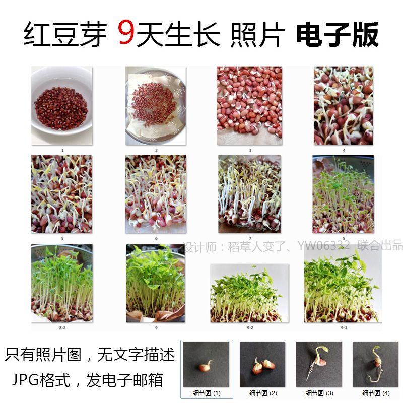 植物红豆芽成长记种子发芽照片--红豆芽生长观察一组9天拍摄图