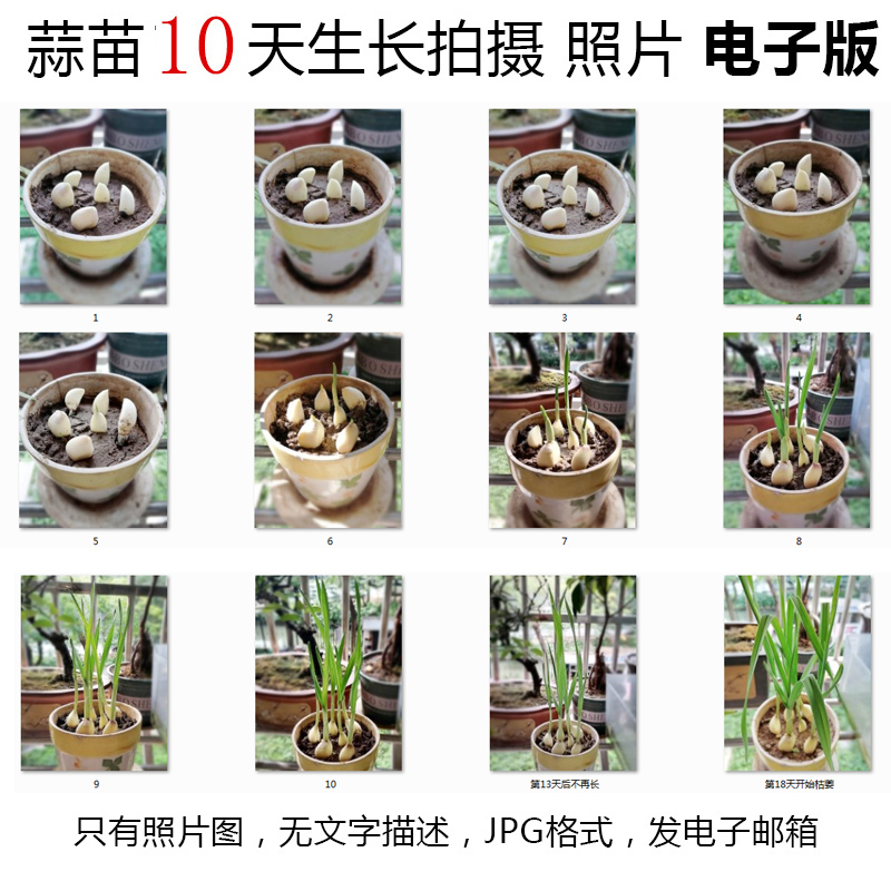 P09大蒜植物生长JPG图片素材--蒜苗成长观察记土培盆栽种照片