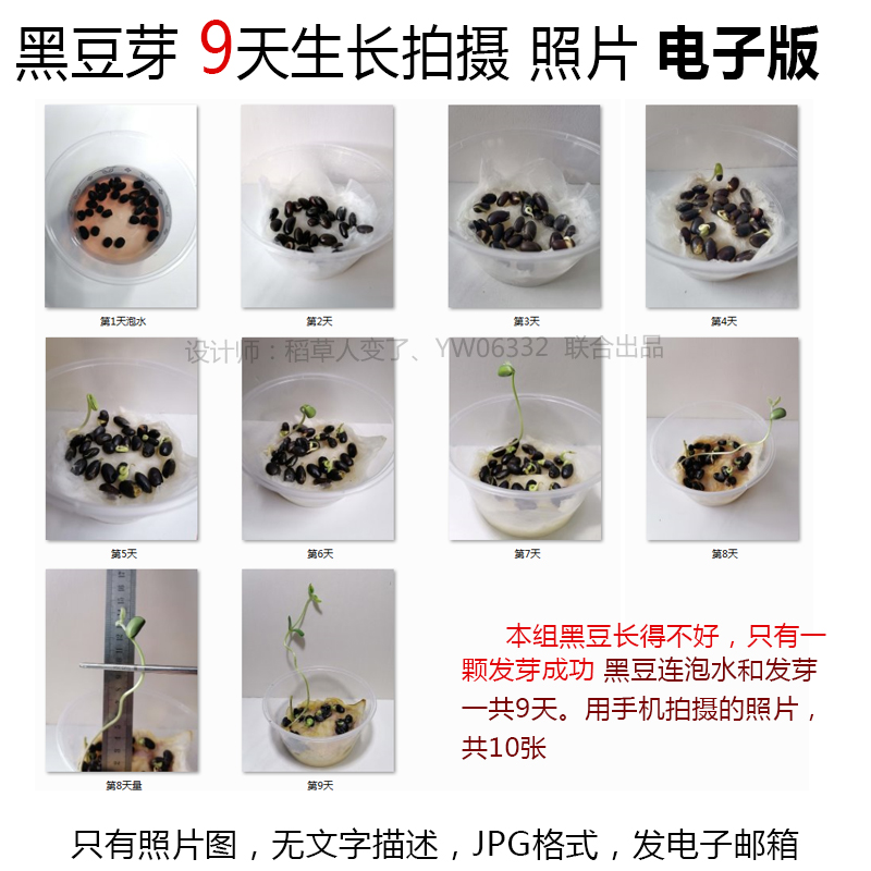 P46植物生长照片种子黑豆发芽JPG图片-黑豆成长观察记照片组