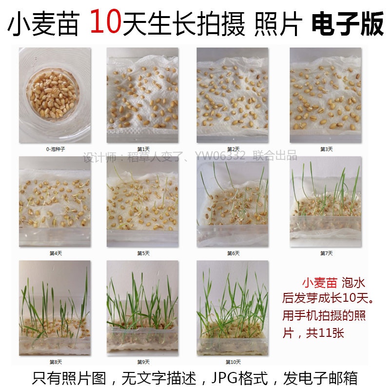 P48植物生长照片小麦种子发芽JPG图片-小麦苗成长观察记照片组