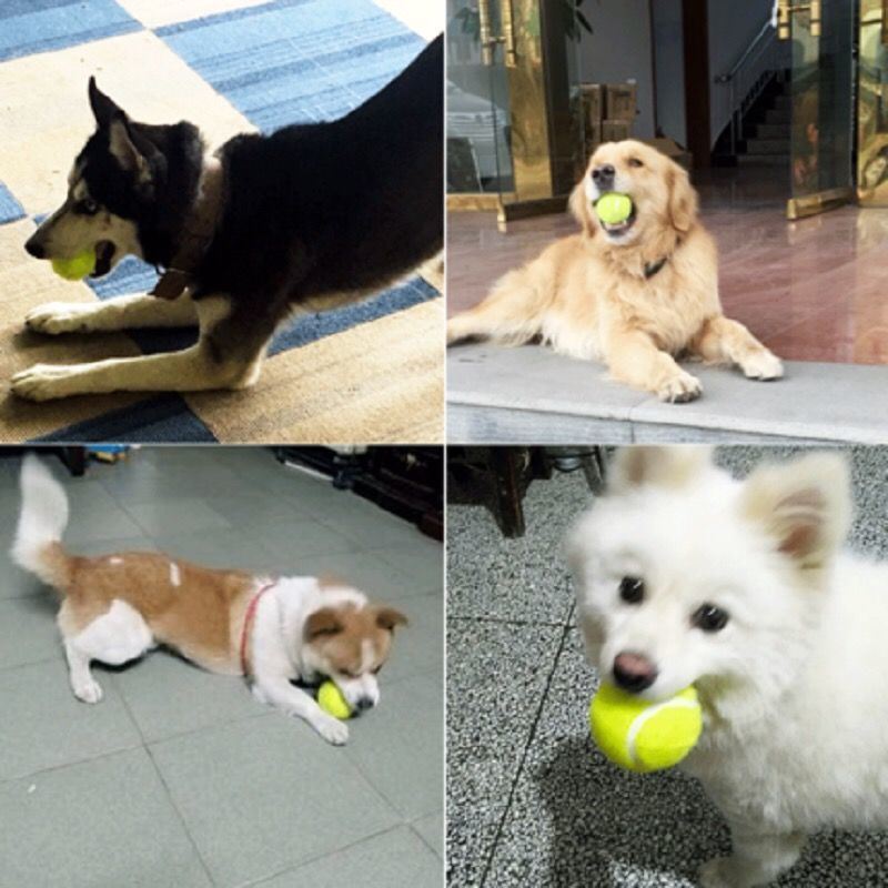 狗狗玩具球金毛泰迪弹力球耐咬磨牙网球宠物幼犬拉布拉多小狗训练