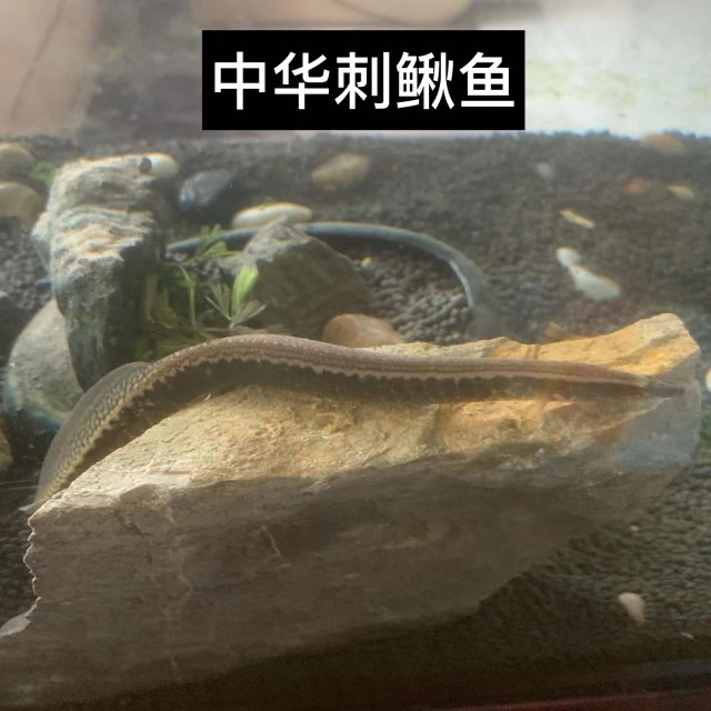 刺鳅大刺鳅