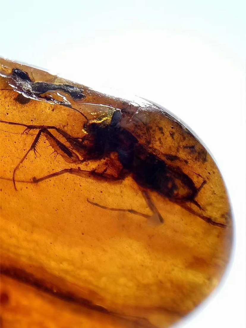 【素缘】缅甸纯天然虫珀吊坠P0722 04琥珀带螳螂幼虫植物叶子挂件