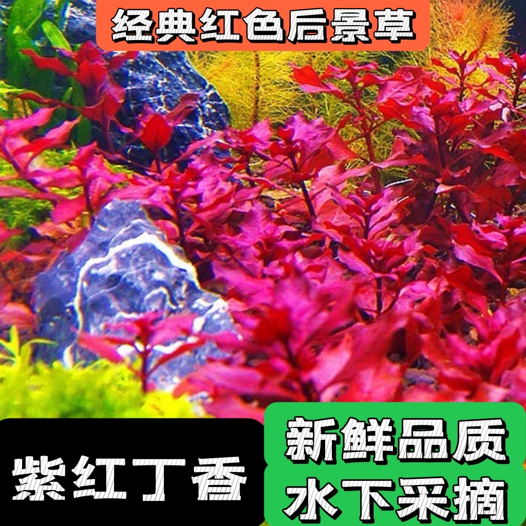 鱼缸草缸造景红后景水下叶紫红丁香豹纹丁香卵叶丁香红唇丁香水草