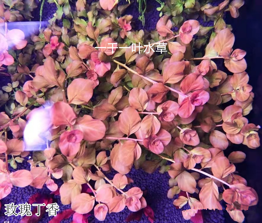 玫瑰丁香粉红卵叶有茎水下叶淡水草缸鱼缸水族箱中后景加二氧化碳