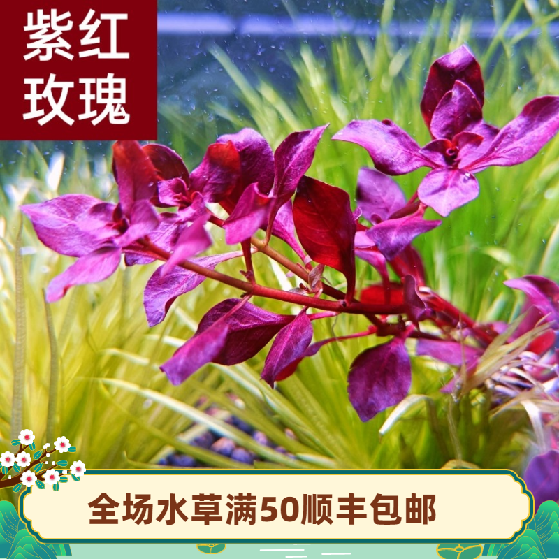 紫红玫瑰水草卵叶丁香鱼缸水草中后景自养水下叶顺丰包邮水草鱼缸