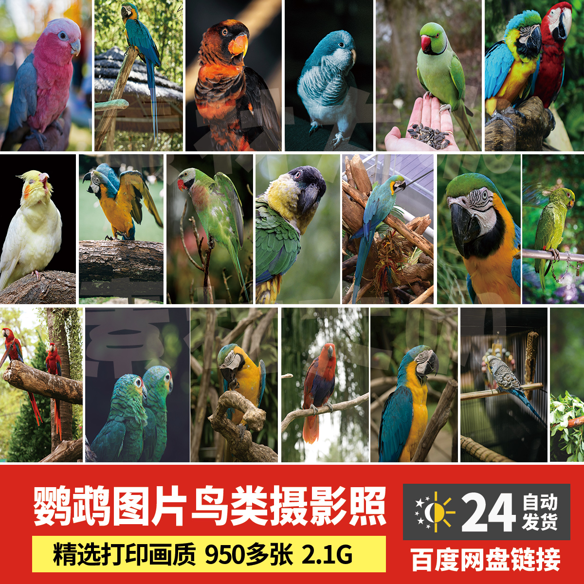 高清图库 鹦鹉图片动物鸟类摄影照片手机电脑桌面背景壁纸JPG763
