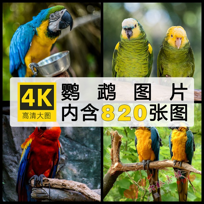 高清大图 鹦鹉图片动物鸟类摄影照片手机电脑桌面背景壁纸JPG素材