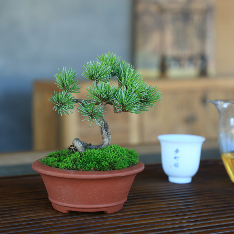 宫岛小叶五针松盆景盆栽造型阳台茶桌办公桌庭院植物四季常青老桩
