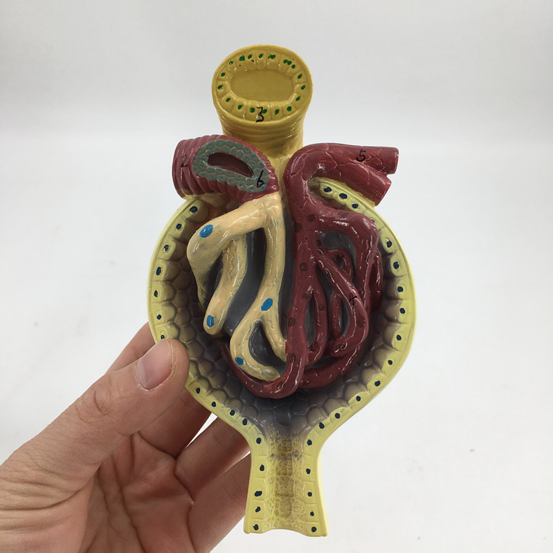 黄河  肾小球模型 肾脏模型 毛细血管 肾解剖模型 教用医用 特惠