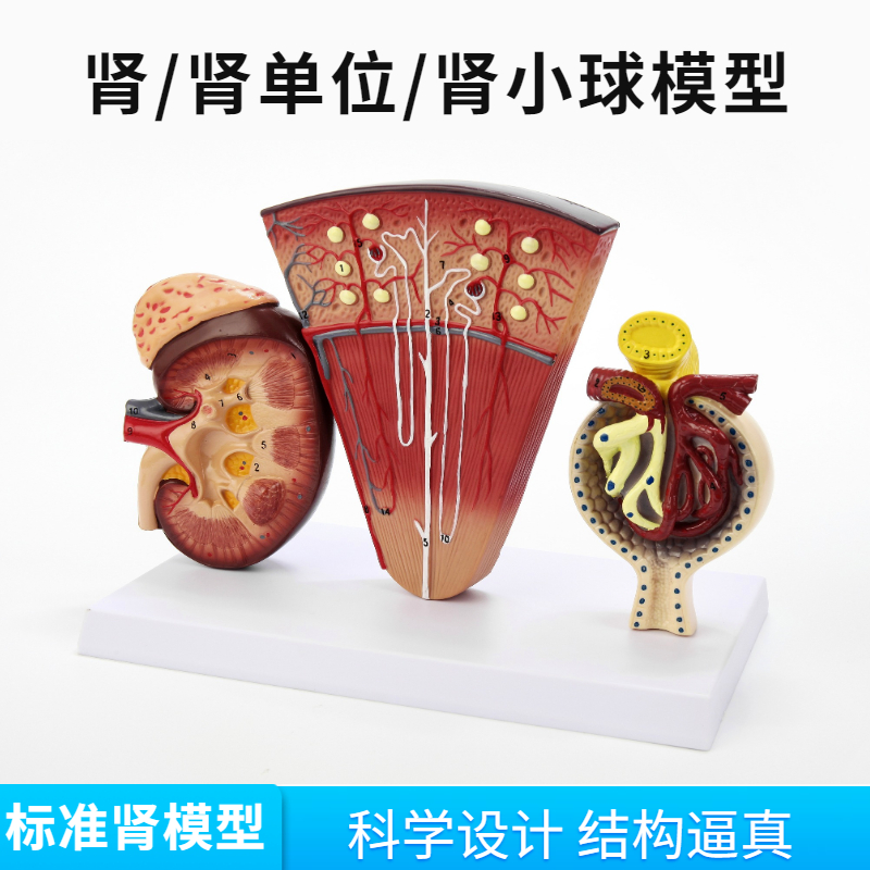 肾与肾单位肾小球模型泌尿系统解剖结构人体肾模型肾脏解剖模型