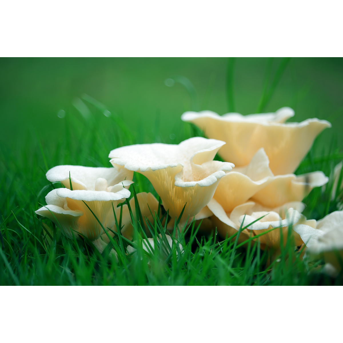 高清蘑菇微距摄影作品(4张组图) 原创春天素材、精美壁纸