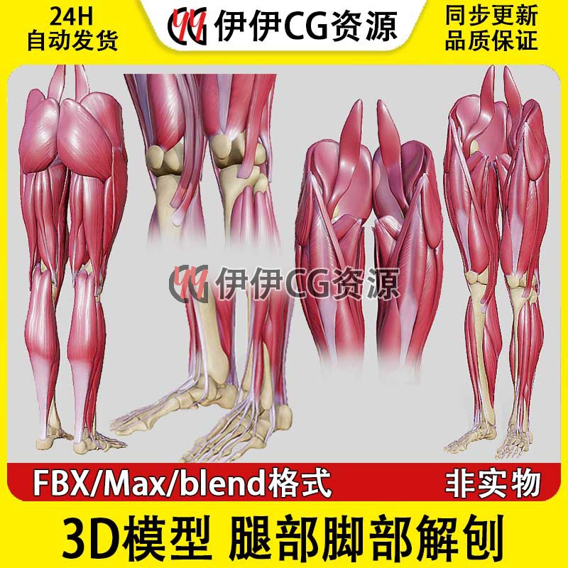 3D模型素材3Dmax医学人体腿部脚部肌肉骨骼解刨大腿小腿结构FBX