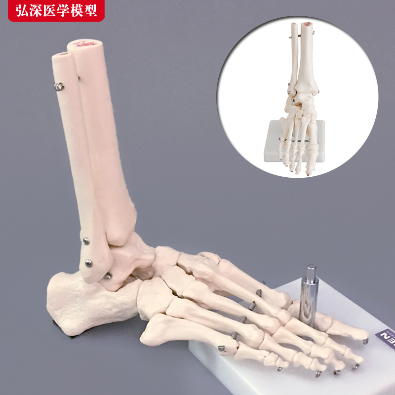 脚骨模型脚踝关节脚部骨骼结构造足部足骨腓骨趾骨科教学医学模具