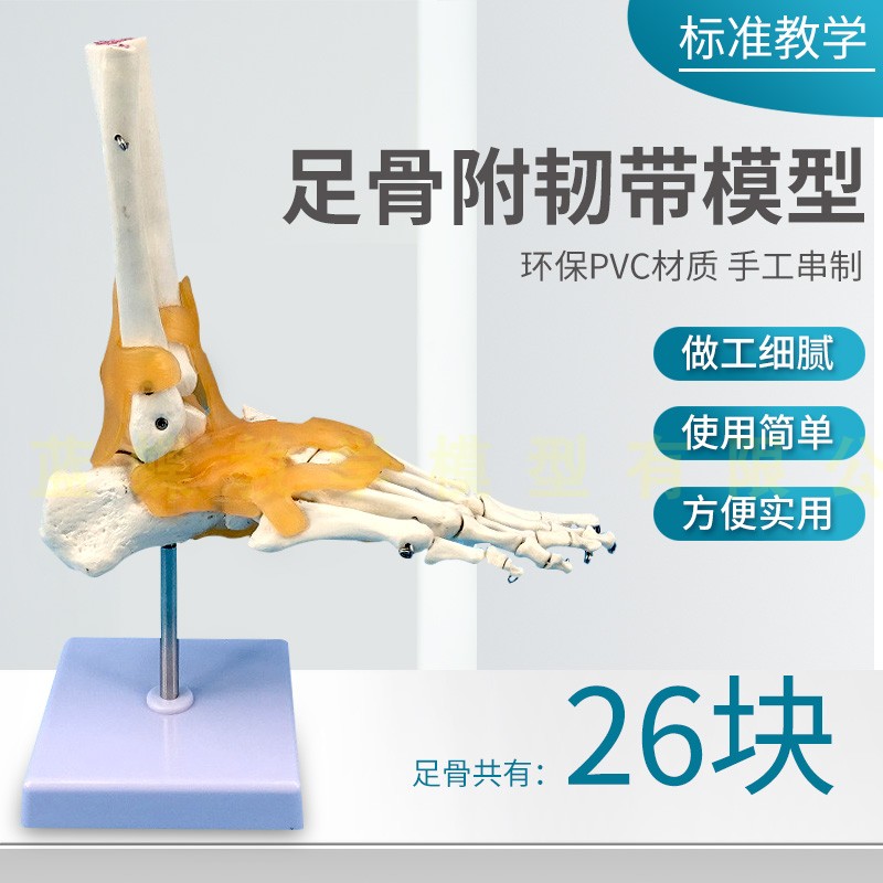 自然大脚关节模型 脚部骨骼模型 脚部关节展示模型 1:1自然大足骨