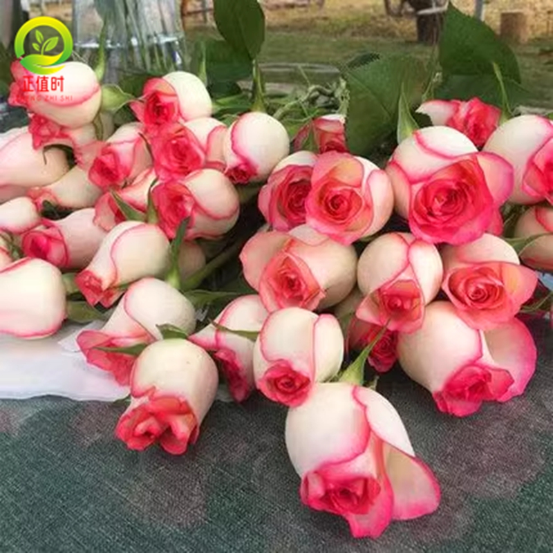 真正的爱莎玫瑰花苗带花苞发货正宗多头仙度瑞拉月季树苗皇冠瑞拉