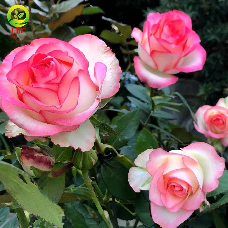 爱莎月季花苗盆栽灌木带花苞真正的玫瑰树苗大马士革大花室外地栽