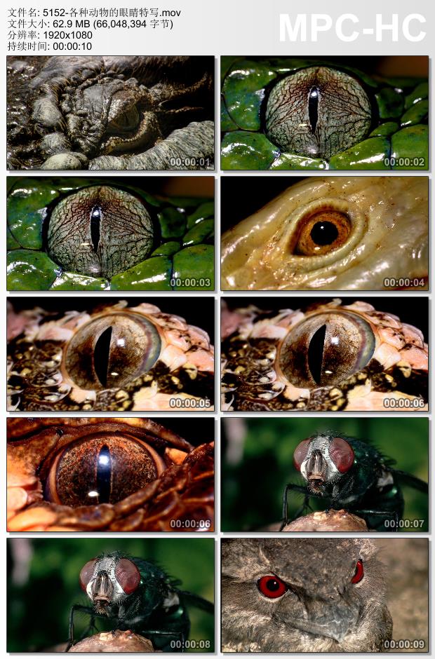 各种动物的眼睛特写素材 高清实拍视频素材