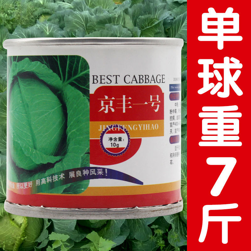 高产甘蓝种子 圆白菜 包菜 京丰一号 农户大面积种植 单球达3公斤