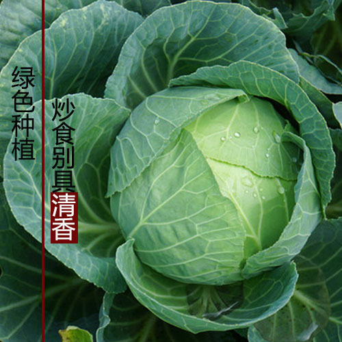 【包菜】密云卷心菜菜头 圆白菜 包菜农家肥生态种植 400-600G