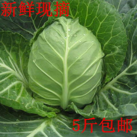 卷心菜包菜大头菜新鲜农家种植5斤包邮绿色蔬菜绿甘蓝圆白菜淘菜