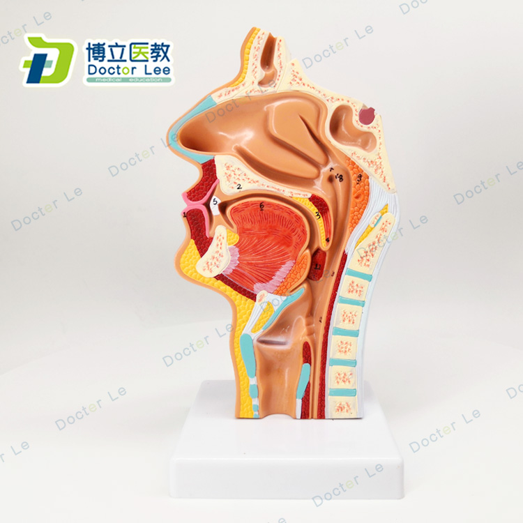 1:1鼻腔模型咽部解剖模型喉咙模型口腔咽部解剖鼻咽喉模型医学