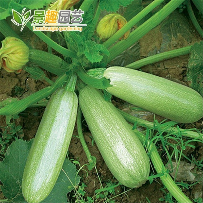 西葫芦种子 占瓜 花草瓜水果蔬菜籽 阳台种菜 高产抗病蔬菜种子