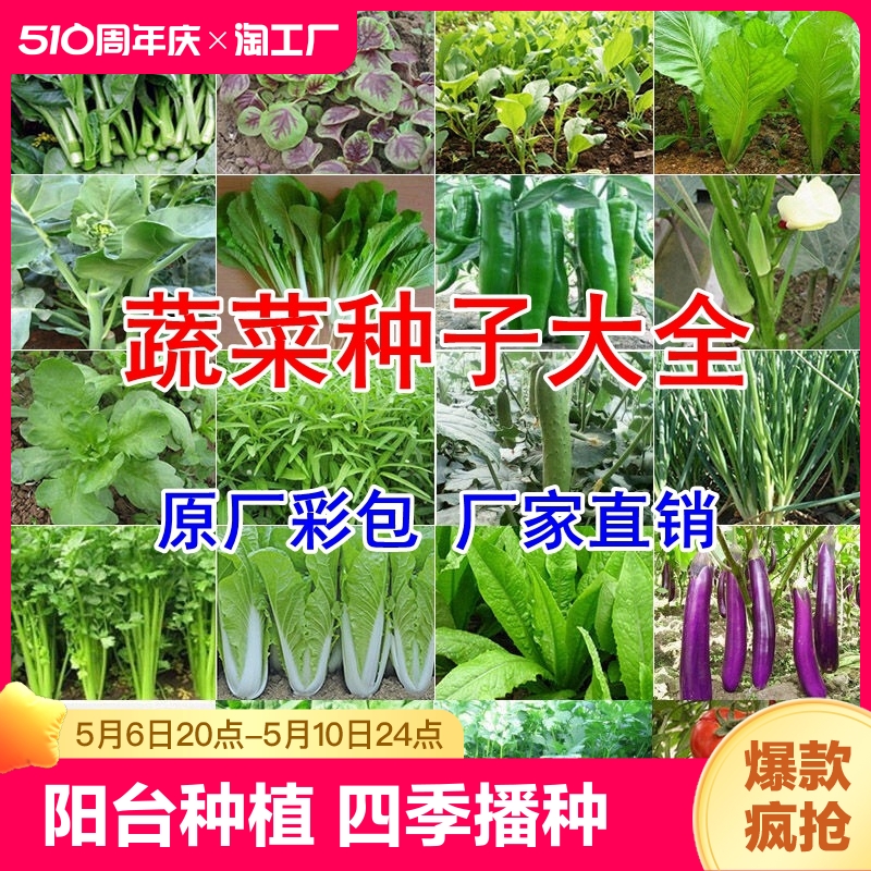蔬菜种子四季播盆栽香菜青白菜萝卜生菜菠菜籽孑大全种菜阳台种植