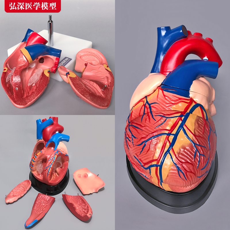 心脏模型解剖放大血管动静脉人体器官结构造模具教学医科学教具