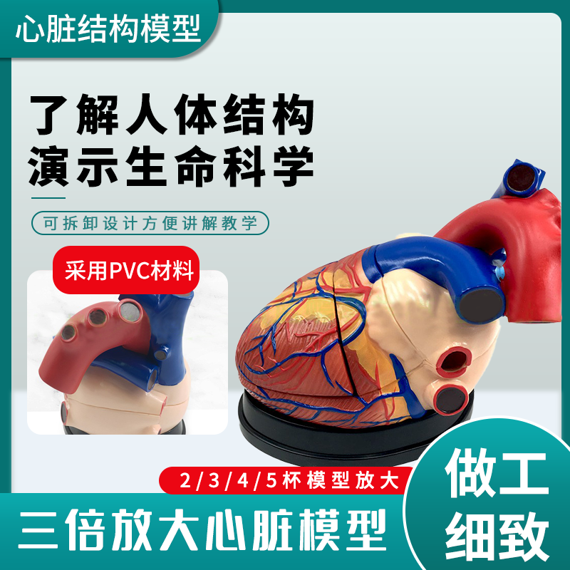 3倍放大 人体心脏解剖模型 心脏B超彩超心脏标本医学循环系统内科