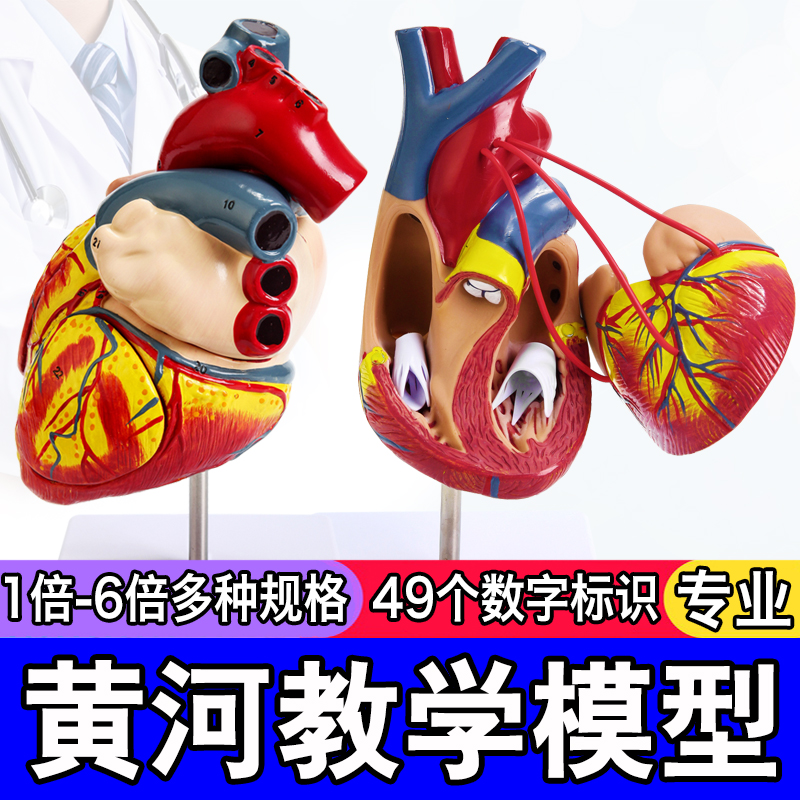 人体仿真心脏解剖模型放大可拆卸B超彩超声模具大心脏教学模型