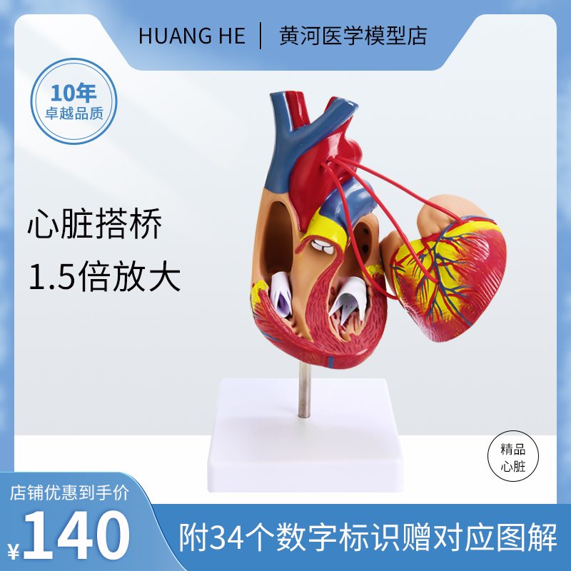 1.5倍心脏搭桥放大模型医院学校教学演示模型教道具内脏器官解剖
