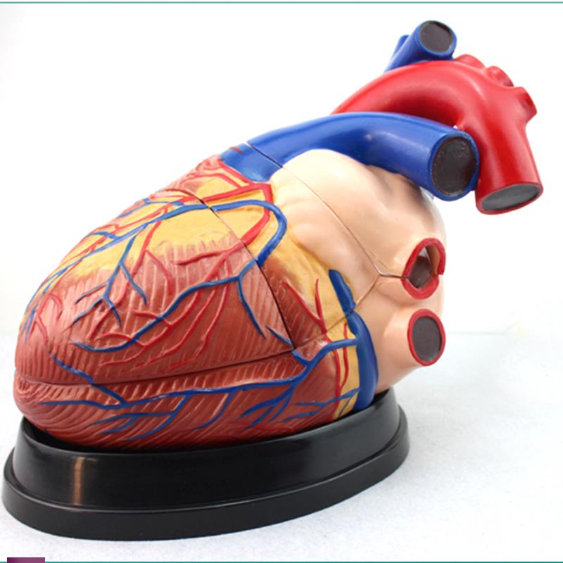 ENOVO颐诺医学教学人体心脏解剖模型心内科教学心脏放大模型心血