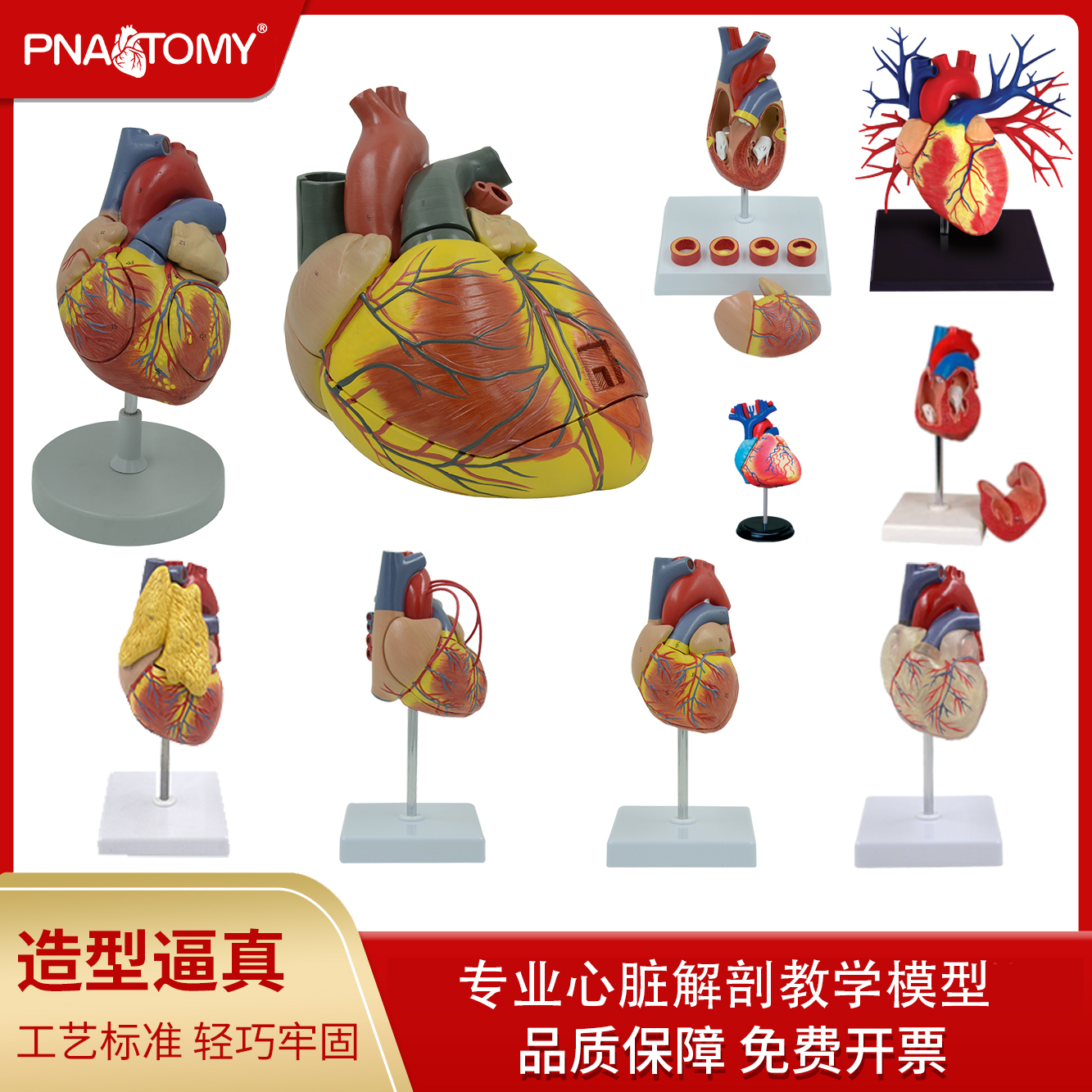 人体心脏模型可拆卸放大心脏解剖教学道具透明心医学展示血液循环