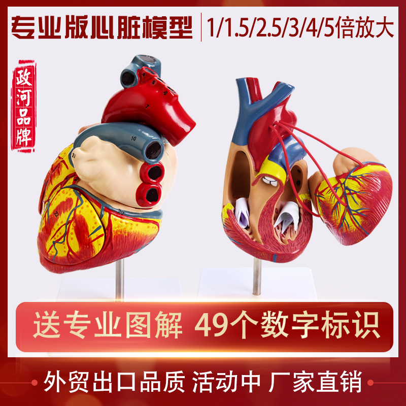 人体心脏模型医学放大器官结构解剖医院学校教学教具彩B超可拆装