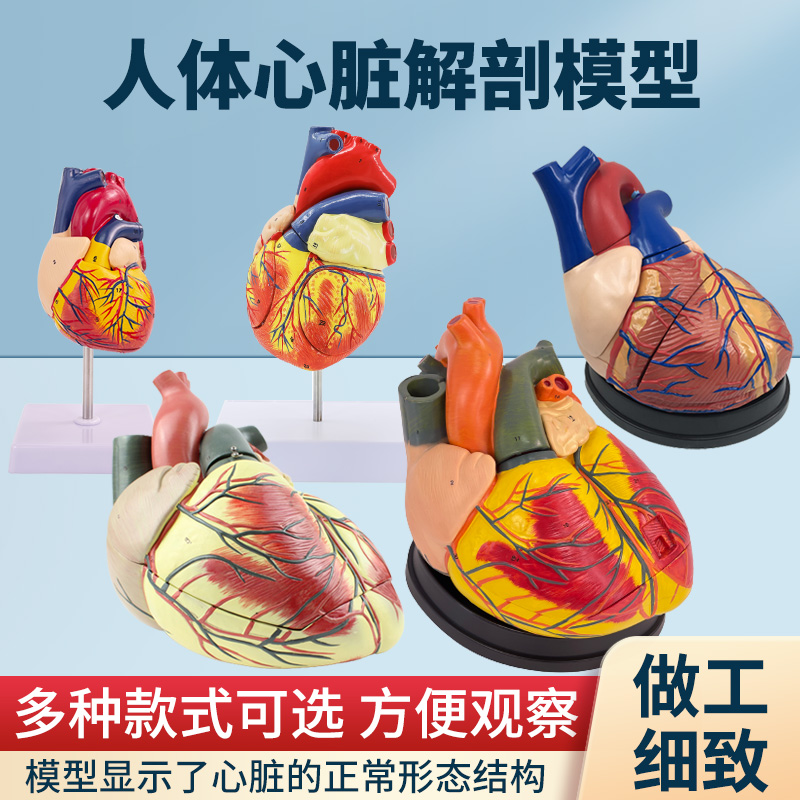 人体心脏解剖模型 B超彩超心脏标本 血液循环系统内科模型2倍放大