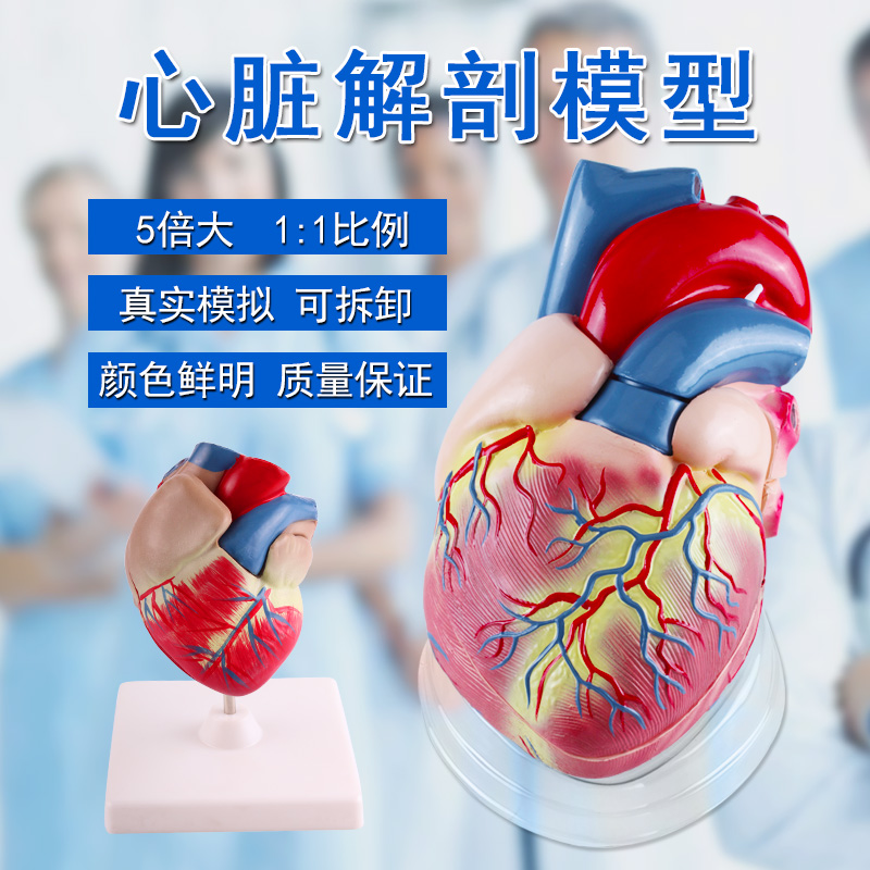 可普 心脏模型1.1教学人体心脏解剖模型可拆卸自然3倍5倍放大冠状动脉心血管 学生生物医学心内科教学标本