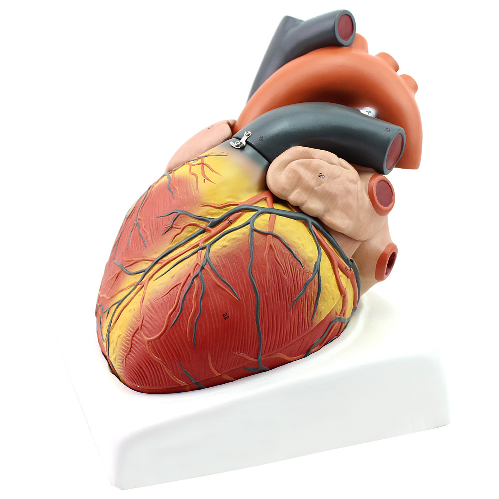 海医豪华版专业放大人体心脏模型B超彩超声医学用心内科心脏解剖