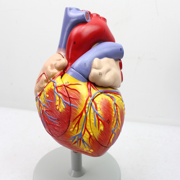 ENOVO颐诺放大版人体心脏解剖模型心脏模型医学心室心房解剖生理系统心脏神经血管心内科专科医生教学上海