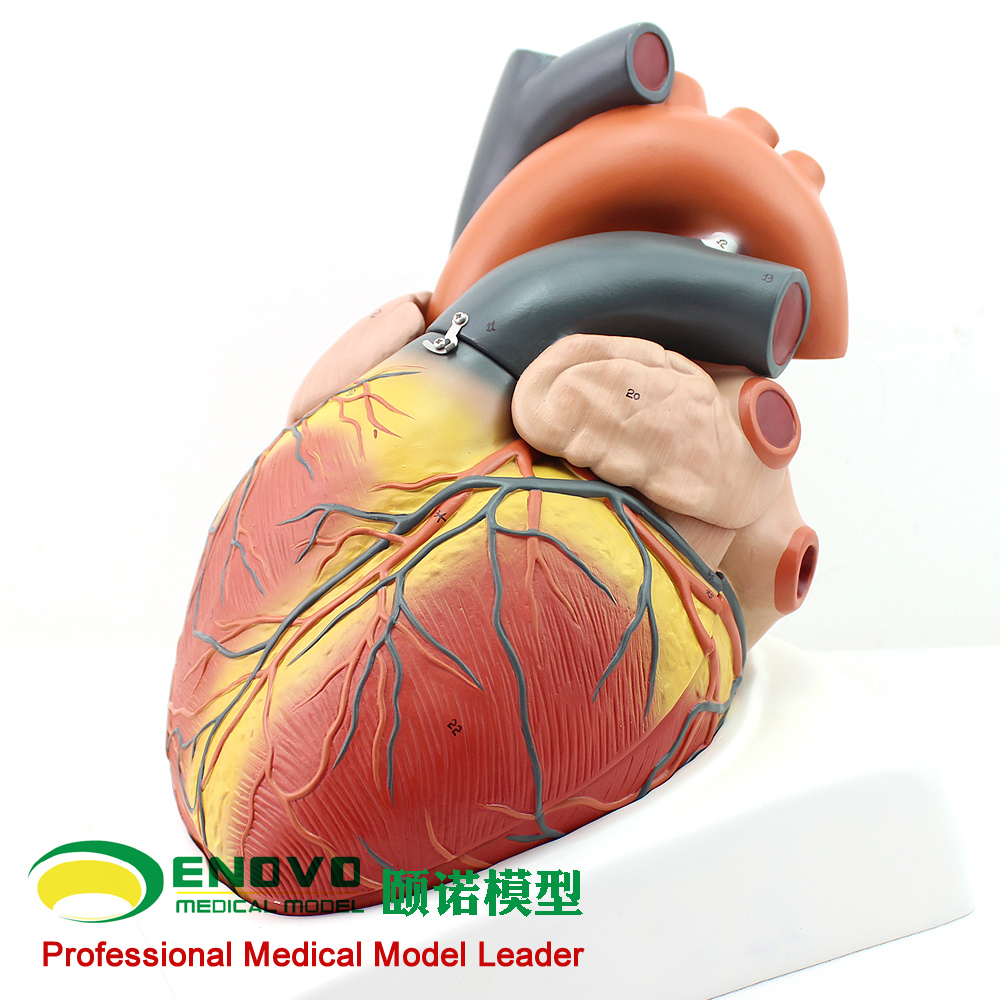 ENOVO颐诺放大版人体心脏模型B超彩超声医学用心内科心脏解剖教学心外科心脏教学医生培训教具心血管模型上海