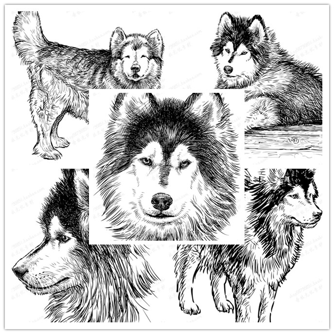 A1757矢量动物手绘素描风格插画狗狗哈士奇 AI设计素材