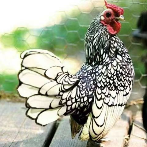 波兰鸡出壳苗黑白花波兰鸡红色黄色小观赏鸡精品无杂毛 活体小鸡