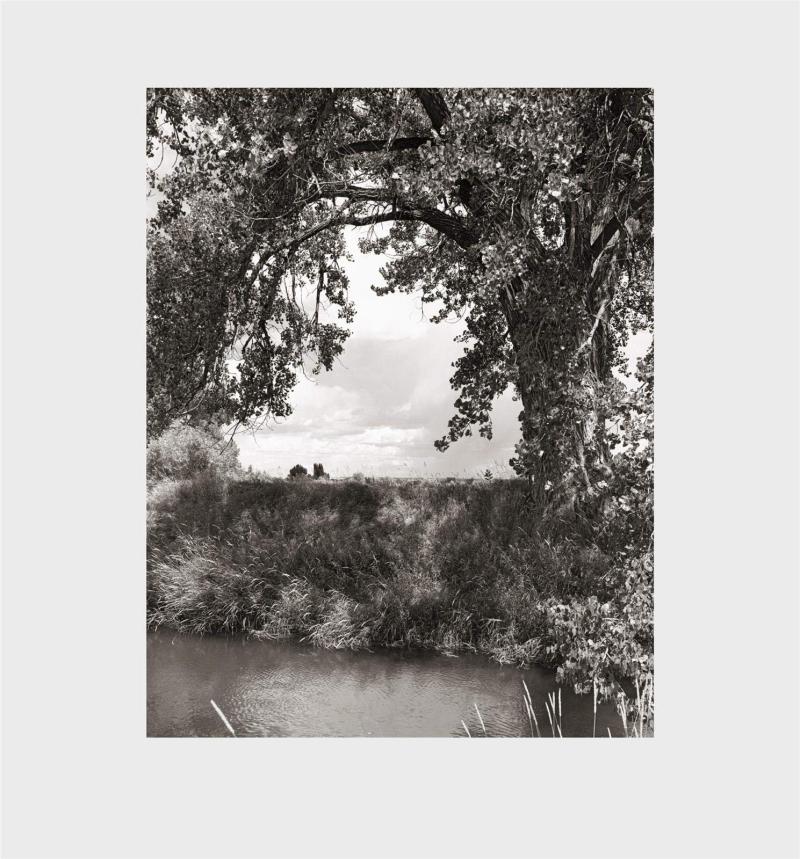 现货 Robert Adams: Cottonwoods 罗伯特亚当斯:棉白杨 摄影作品集 树木摄影 生活在80公里内拍的照片