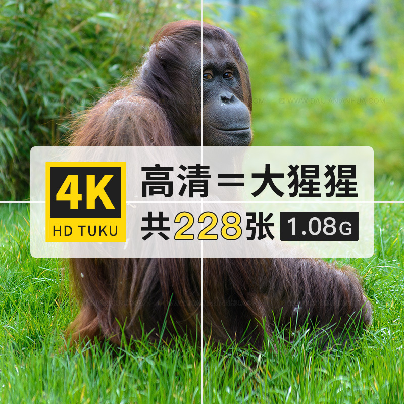 大猩猩红毛猩猩哺乳动物大图4K高清电脑图片壁纸海报绘画插画素材