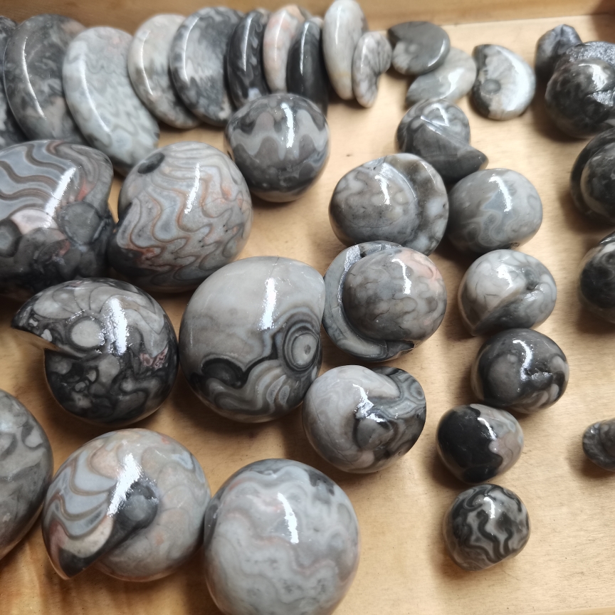 天然化石磨皮菊石原石收藏石炭纪合腹薄饼古生物化石标本教学样品