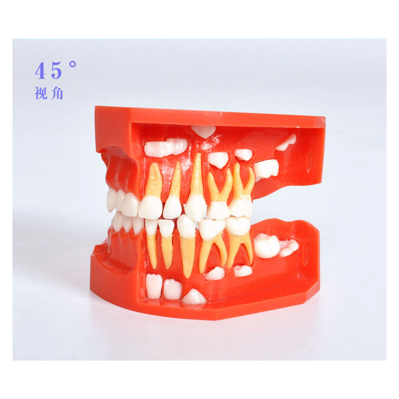 牙科儿童乳牙交替牙齿模型 乳恒牙替换展示摆件口腔牙模型模具
